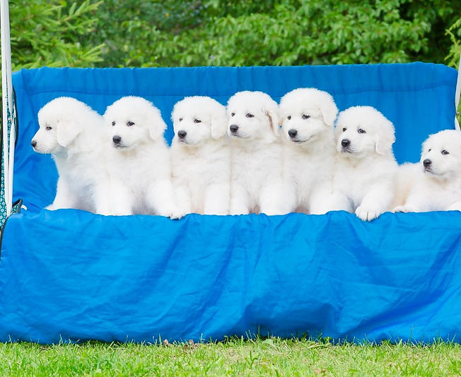 Щенки Мареммо абруцкой овчарки Www maremma puppy best com 