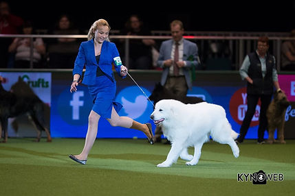   LYUCHIN ( Аyman & Аnima Аrdente)  Победитель Crufts 2018,2020   Best of breed. 